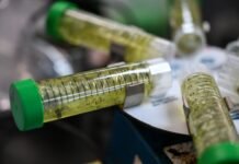 colorado-marijuana-regulators-failed-to-protect-consumers-from-potential-contamination,-audit-finds