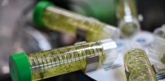 Colorado Marijuana Regulators Failed to Protect Consumers From Potential Contamination, Audit Finds colorado-marijuana-regulators-failed-to-protect-consumers-from-potential-contamination,-audit-finds