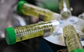 Colorado Marijuana Regulators Failed to Protect Consumers From Potential Contamination, Audit Finds colorado-marijuana-regulators-failed-to-protect-consumers-from-potential-contamination,-audit-finds