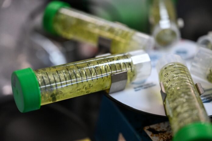 colorado-marijuana-regulators-failed-to-protect-consumers-from-potential-contamination,-audit-finds