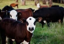 france-reports-first-human-case-of-livestock-virus-shamonda