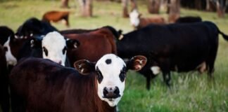 france-reports-first-human-case-of-livestock-virus-shamonda