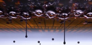 meet-the-2026-winner-of-nikon’s-small-world-photomicrography-contest