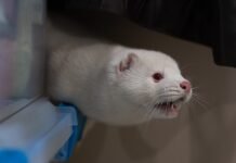 bird-flu-is-raging-on-a-mink-farm-it-could-spark-a-human-pandemic,-experts-say,-but-officials-won’t-act.