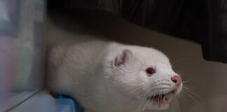 bird-flu-is-raging-on-a-mink-farm-it-could-spark-a-human-pandemic,-experts-say,-but-officials-won’t-act.