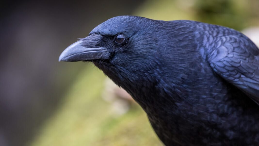 crows-can-evaluate-visual-info-twice-as-fast-as-mammals crows-can-evaluate-visual-info-twice-as-fast-as-mammals