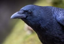 Crows can evaluate visual info twice as fast as mammals crows-can-evaluate-visual-info-twice-as-fast-as-mammals