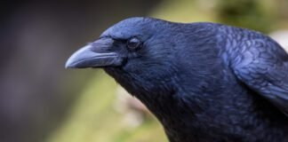 Crows can evaluate visual info twice as fast as mammals crows-can-evaluate-visual-info-twice-as-fast-as-mammals