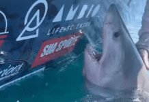 Great White Shark Suddenly Lunges at Woman in Terrifying Video great-white-shark-suddenly-lunges-at-woman-in-terrifying-video