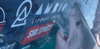 great-white-shark-suddenly-lunges-at-woman-in-terrifying-video