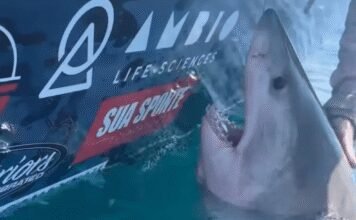 great-white-shark-suddenly-lunges-at-woman-in-terrifying-video