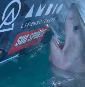 great-white-shark-suddenly-lunges-at-woman-in-terrifying-video