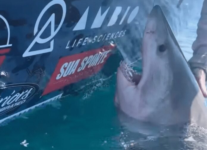 great-white-shark-suddenly-lunges-at-woman-in-terrifying-video