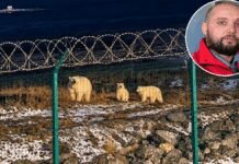 polar-bear-mauls-young-worker-as-coworkers-make-desperate-move-to-save-his-life