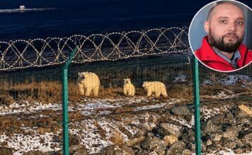Polar Bear Mauls Young Worker as Coworkers Make Desperate Move to Save His Life polar-bear-mauls-young-worker-as-coworkers-make-desperate-move-to-save-his-life