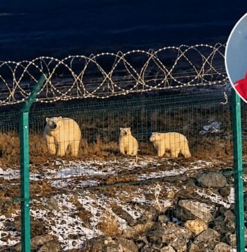 Polar Bear Mauls Young Worker as Coworkers Make Desperate Move to Save His Life polar-bear-mauls-young-worker-as-coworkers-make-desperate-move-to-save-his-life