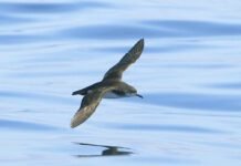 seabirds-racing-home-over-the-ocean-can-get-jet-lagged