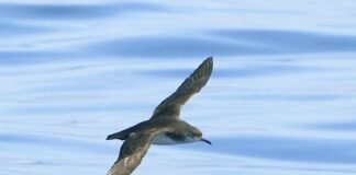 seabirds-racing-home-over-the-ocean-can-get-jet-lagged